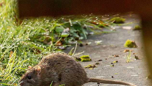 City mulling birth control, dry ice to curb rat population