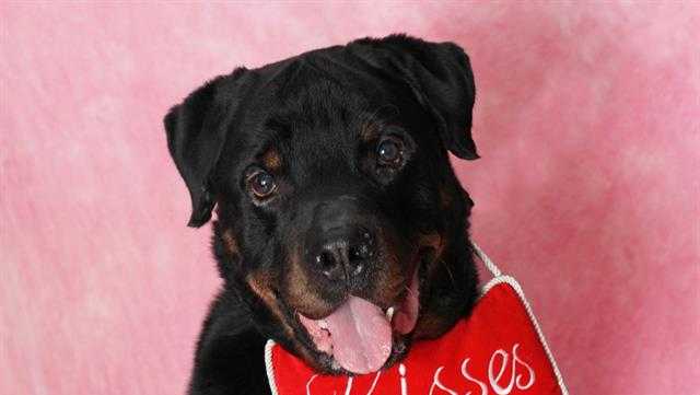 Meet the Nebraska Humane Society's pet of the week