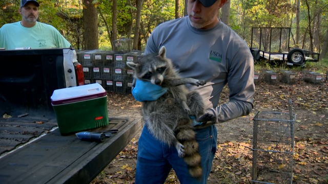 Rabies cases coming down in Anne Arundel County - Vimarsana News