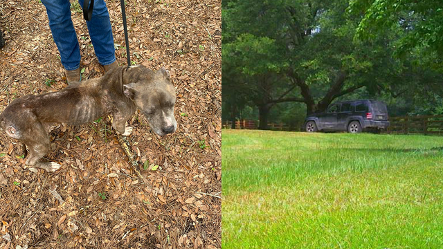Georgia: Authorities searching for person who abandoned dog - Vimarsana News