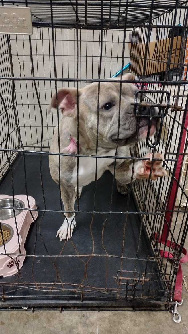 Abandoned pit bull found at Lancaster County park