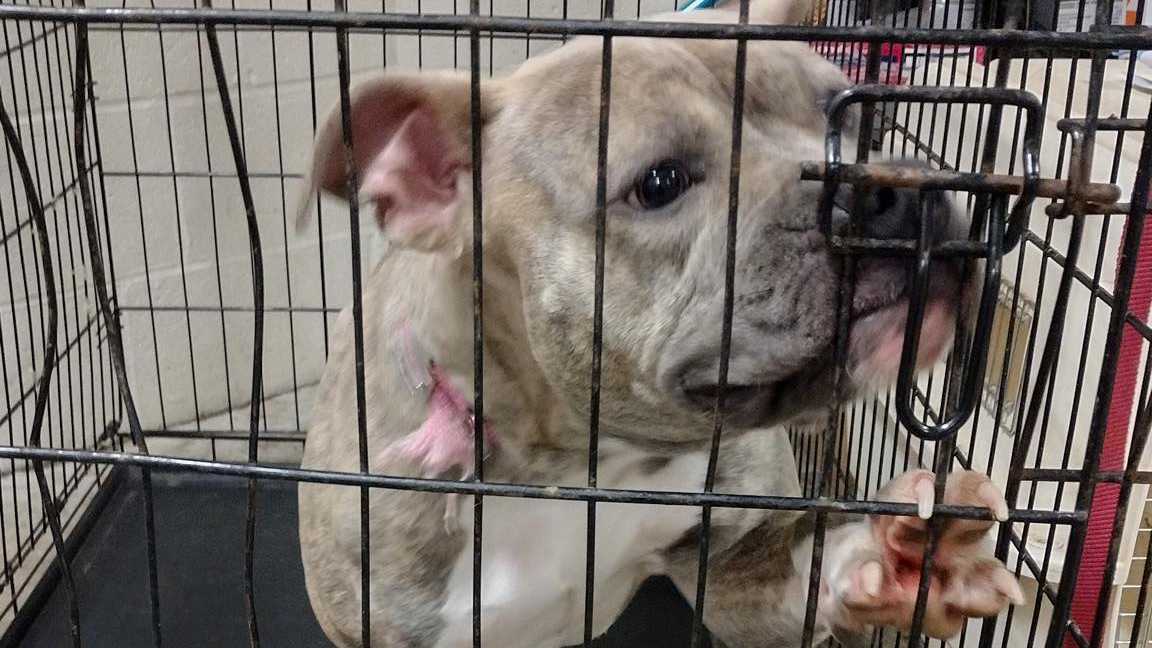 Abandoned pit bull found at Lancaster County park