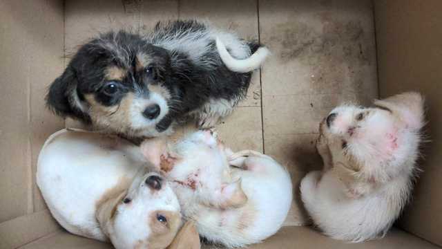 Such little puppies abandoned in a ditch by the road