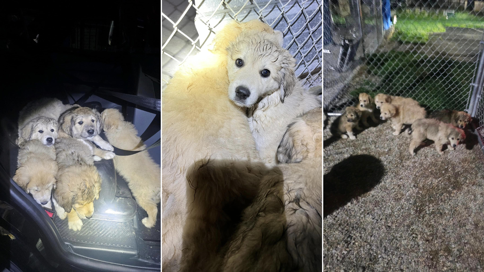 Clermont County shelter seeking information after puppy litter left in front of abandoned house - Vimarsana News