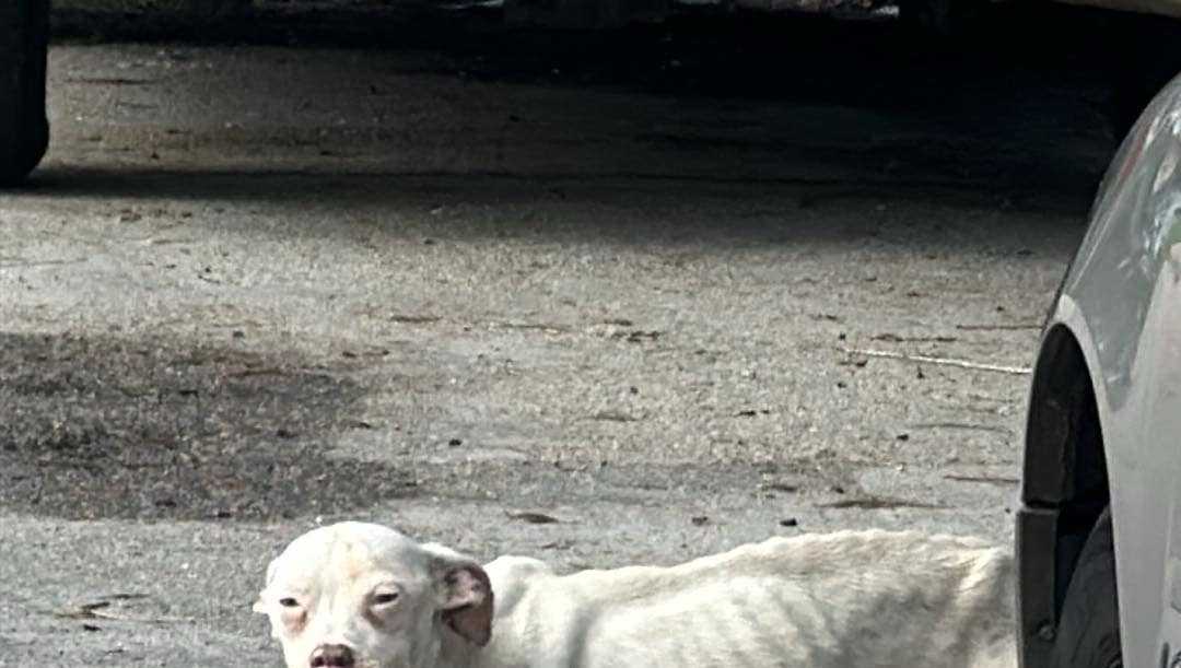 New Orleans East seeing influx of abandoned dogs