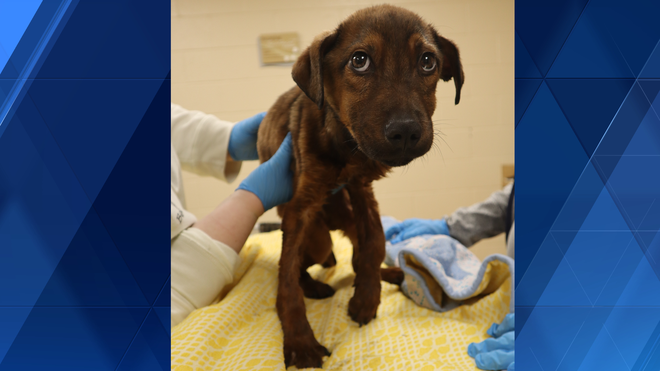 Emaciated puppy found in Beaver County woods