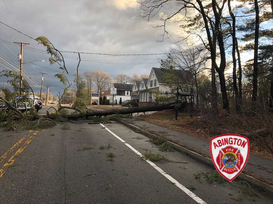 Strong winds bring down trees, crush vehicles, take out power lines