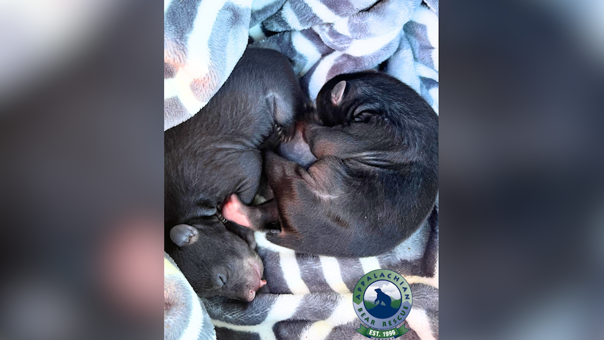 South Carolina: Crying bear cubs rescued from wildfire