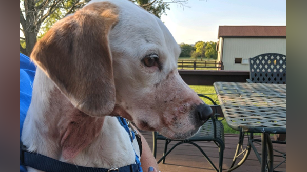 Butler County deputies look for owner of severely abused dog found on ...