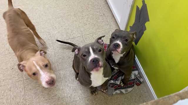 Pit bulls abandoned in Salem show signs of abuse, malnourishment - Vimarsana News