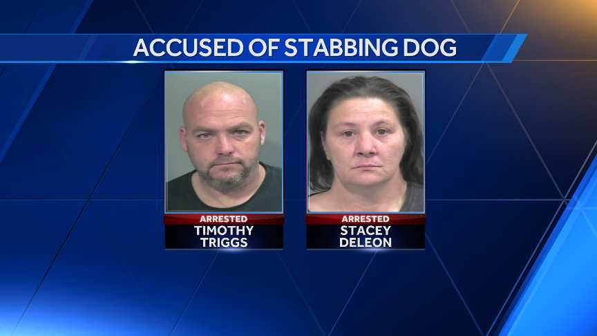 Police: Springdale suspects stabbed pet dog 15 times