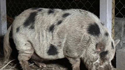 Family searches for lost pig named Kevin Bacon - Vimarsana News