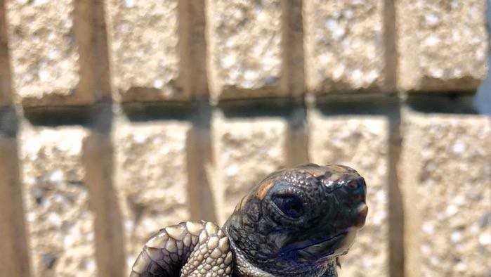 PICTURES: Tybee sea turtle hatchling Admiral