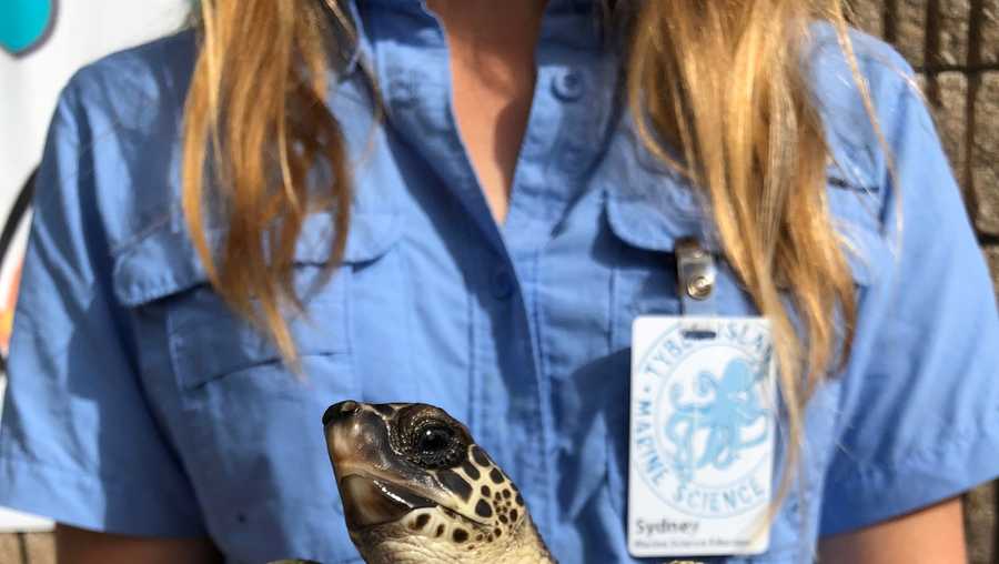 PICTURES: Tybee sea turtle hatchling Admiral