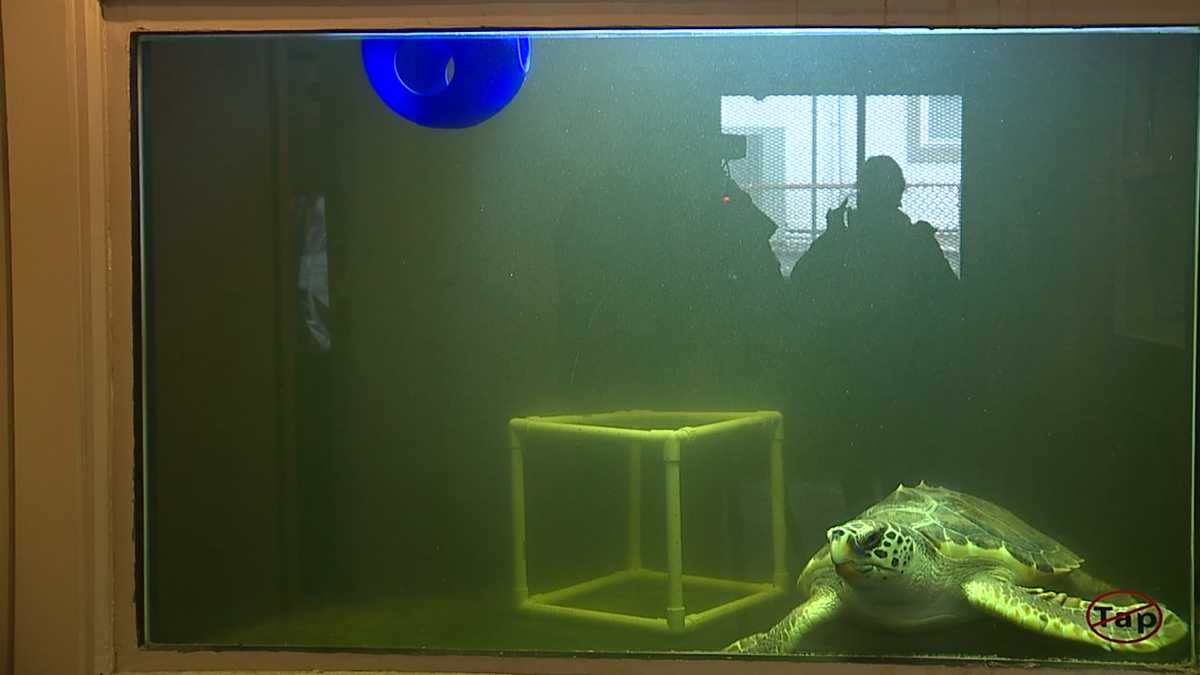 Tybee Island Marine Science Center on the move