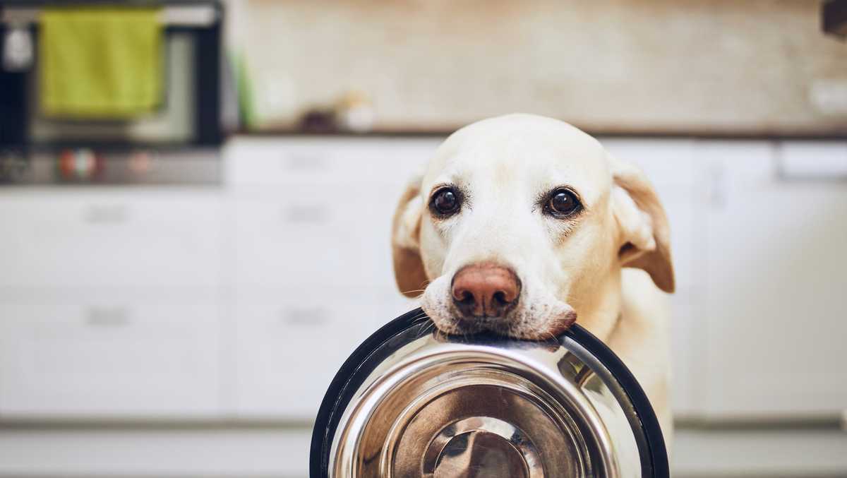 Pet food banks and charities in Central Florida