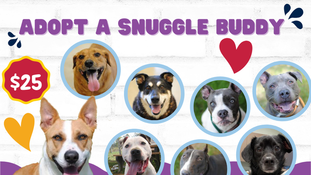 Humane Society of Harford County filled to capacity; reduces adoption fee - Vimarsana News
