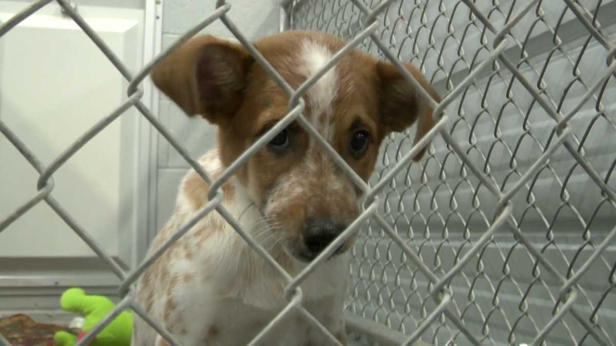 Clear the Shelters' trying to adopt pets across America