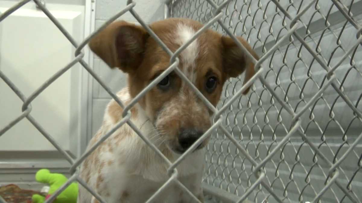 Clear the Shelters' trying to adopt pets across America Clear the Shelters' trying to adopt pets across America