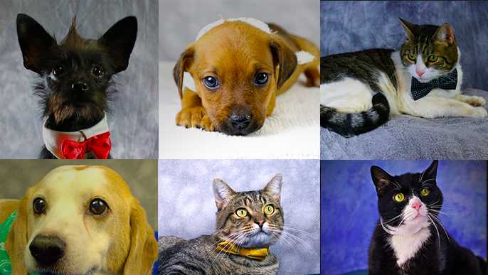 Kentucky Humane Society, Metro Animal Services adopt out ...