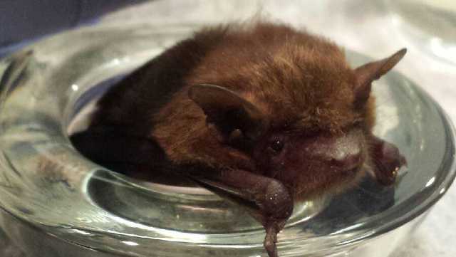 Dozens of brown bats to be released in Des Moines - Vimarsana News