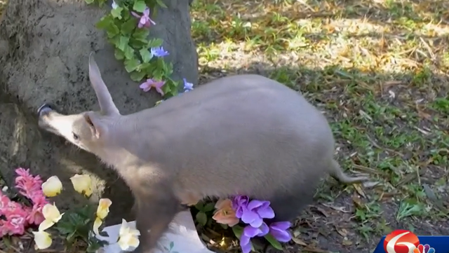 Early spring or late winter? A new Audubon Zoo resident weighs in - Vimarsana News