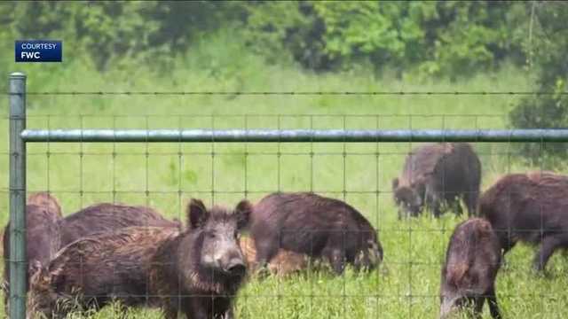 Hogs cause damage in Sanford neighborhood - Vimarsana News