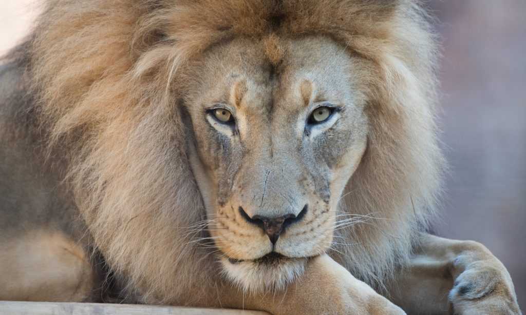 16 year old African lion Kamau at Sacramento Zoo dies