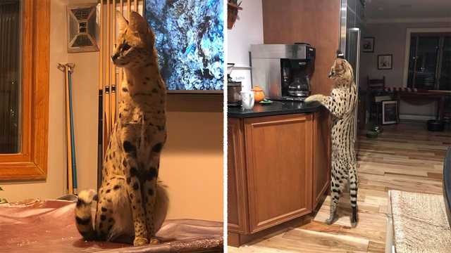 Missing African Serval Found Safe,How To Bleach Clothes