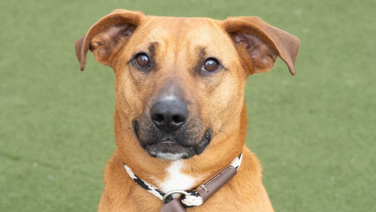17 dogs rescued from Kentucky closer to finding new homes