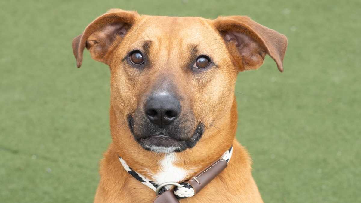 17 dogs rescued from Kentucky closer to finding new homes 17 dogs rescued from Kentucky closer to finding new homes