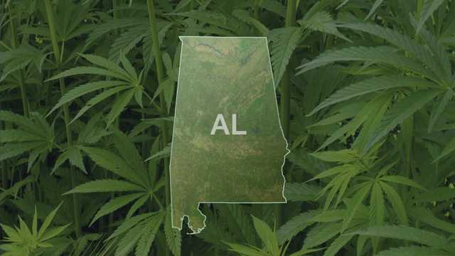 Alabama Democrats launch 'Free Weed' site for push to legalize recreational marijuana - Vimarsana News