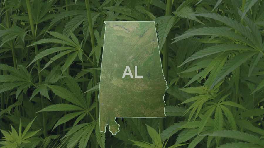 Alabama map and marijuana plants
