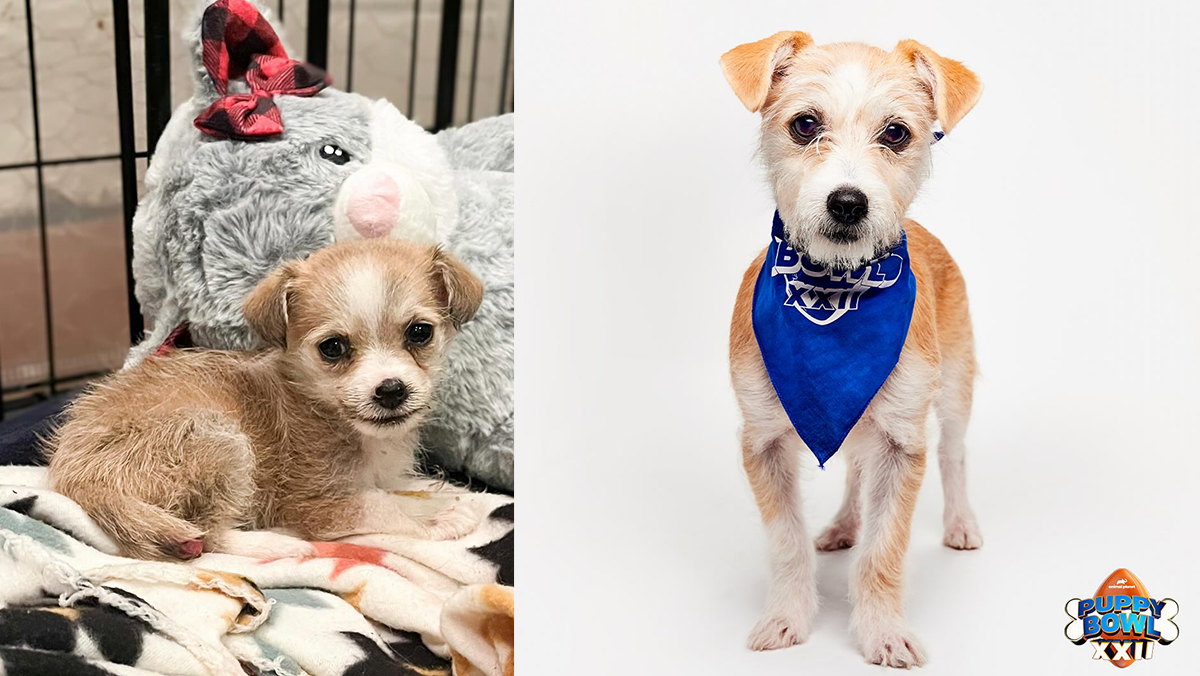 Adorable dog named Albi to represent Oklahoma Humane Society in Puppy Bowl