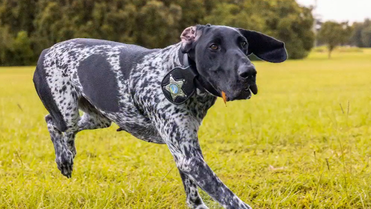 Northlake Mall adds firearm detection dog to security team - QCity Metro