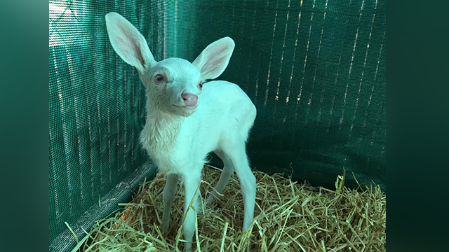 NorCal rescue group cares for rare albino fawn