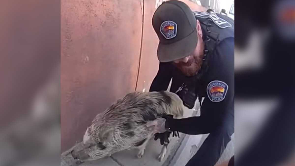 VIDEO: Pig caught after Albuquerque police foot chase