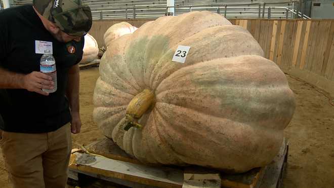 alex noel giant pumpkin