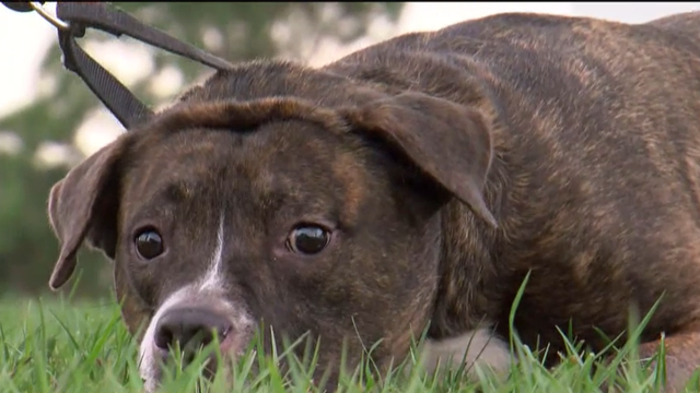 Passionate animal rescuer addresses bigger problem with abandoned pets in Lee County - Vimarsana News