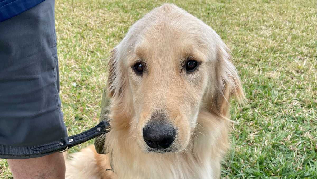 Florida dog rescue expanding service dog training for veterans