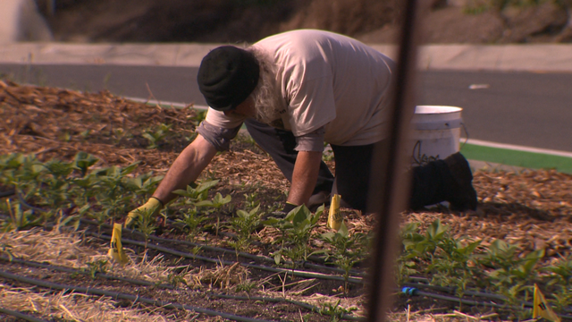 Ex-inmate uses Three Sisters Gardens to help West Sac food desert - Vimarsana News