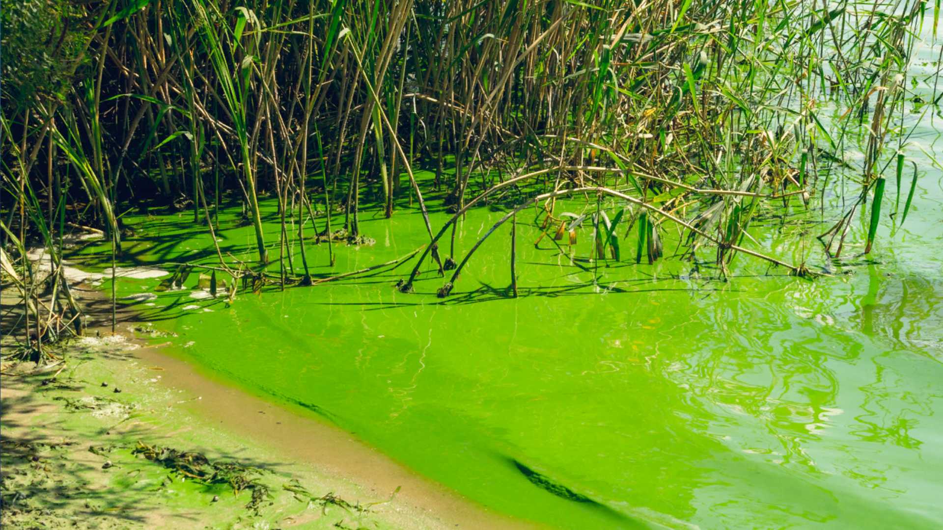 North Carolina: Department of Environmental Quality urges caution around potentially-dangerous algal blooms - Vimarsana News