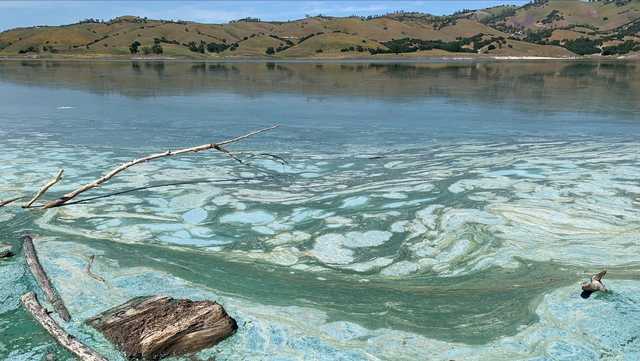 Harmful algae may be present in Lake San Antonio, Monterey County officials warn - Vimarsana News