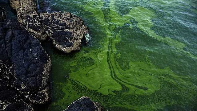 In this Mar. 3, 2017 photo, green algae swirls on the beach of Bandar al-Jissah in Oman. The Gulf of Oman turns green twice a year, when an algae bloom the size of Mexico spreads across the Arabian Sea all the way to India.