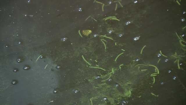 Officials issue blue-green algae bloom advisory, residents concerned - Vimarsana News