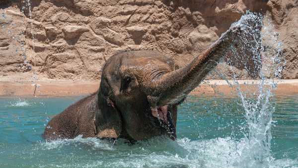 alice playing in pool
