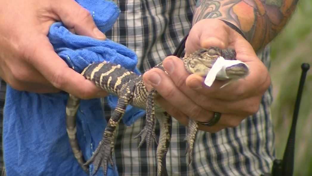 100plus reptiles found inside New York home