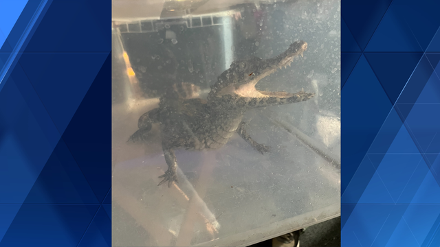 Man found dead in Pa. home with over 200 snakes and a crocodile - Vimarsana News