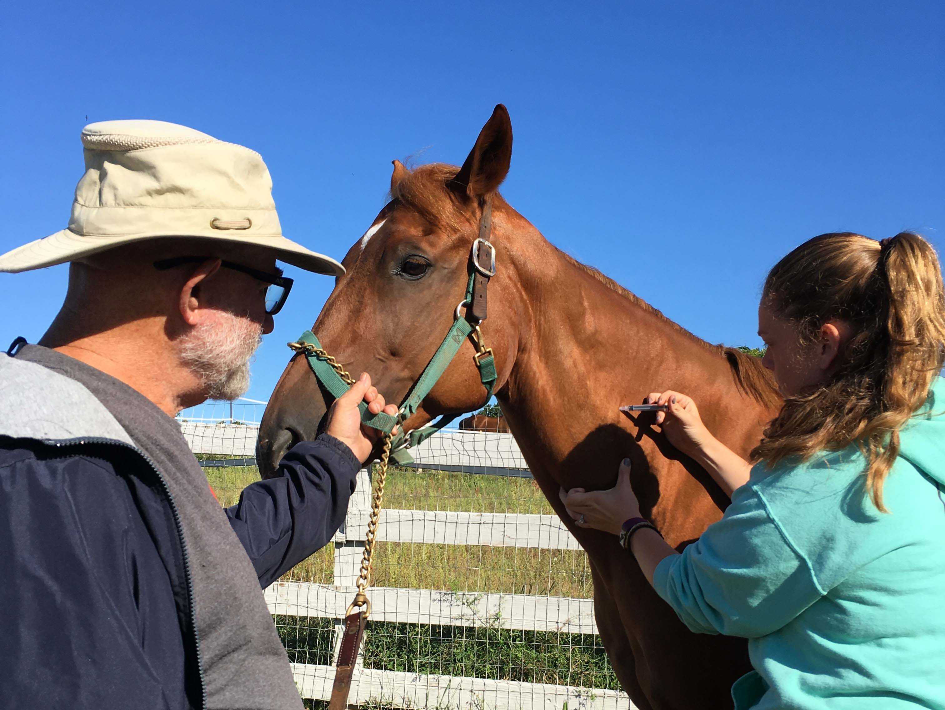 Horse Vaccination Chart