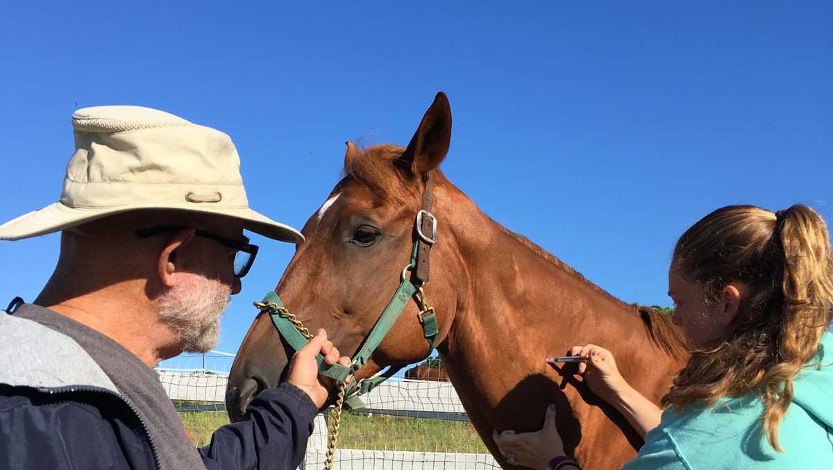 MSPCA launches EEE vaccination program for horses